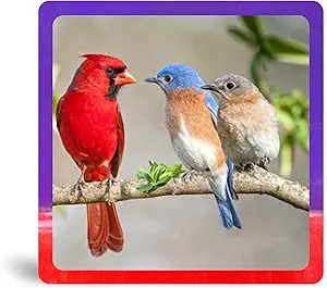 Cardinal & Bluebird