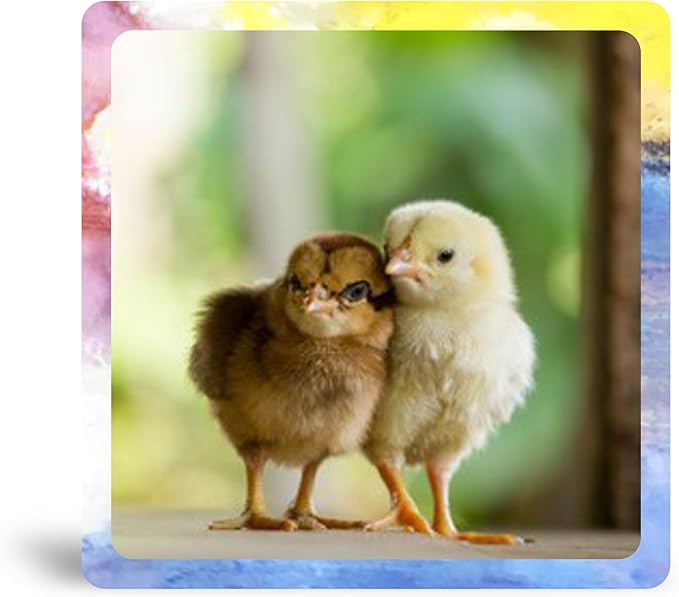Two Baby Chicks
