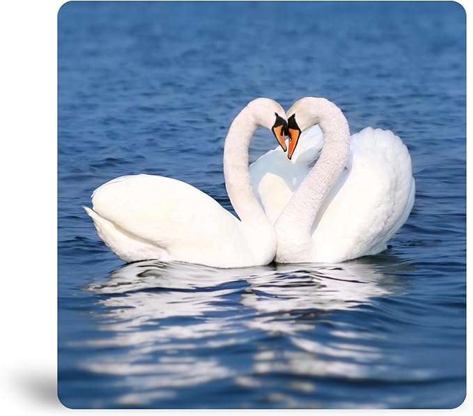 Loving Swans