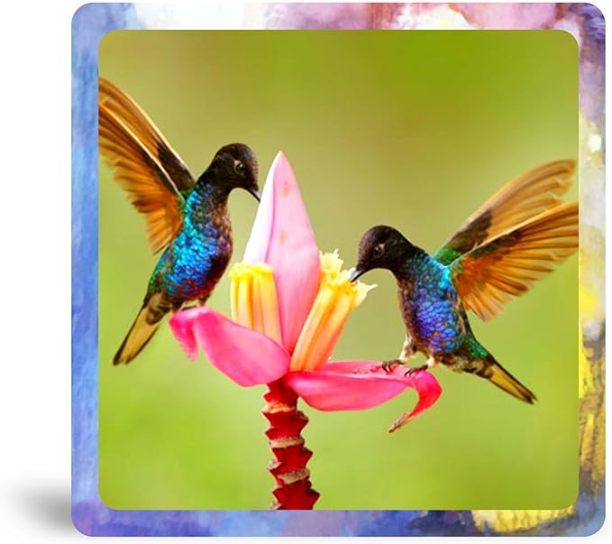 Two Blue Hummingbirds