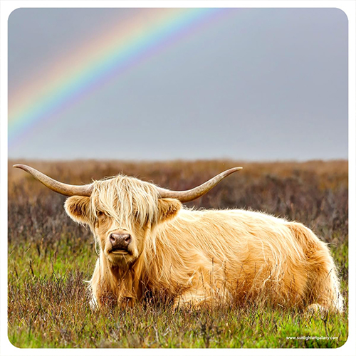 Highland Cow