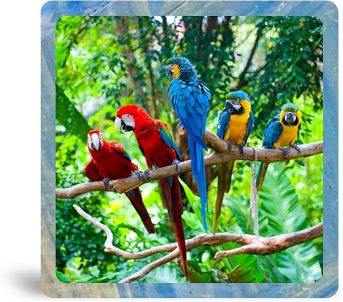 Tropical Macaws