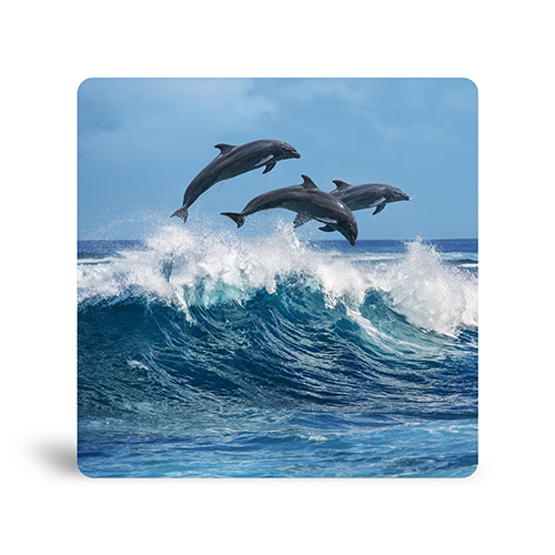 Flying Dolphins