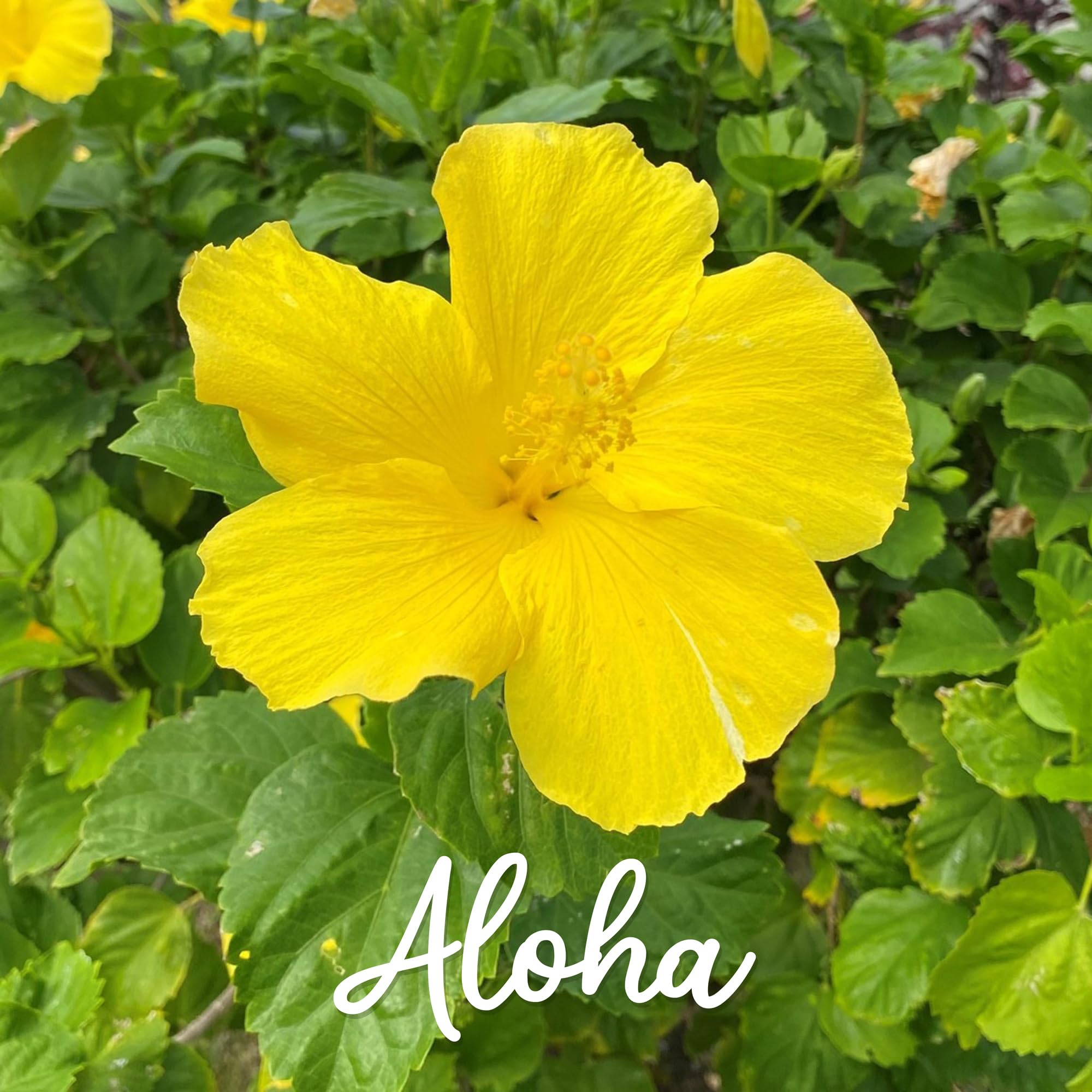Yellow Hibiscus